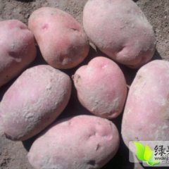 青薯168 红皮黄肉