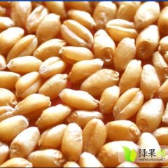 汉川华严余经理12月啤麦小麦