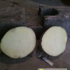 庄浪优质一点红