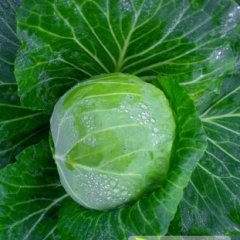 铜山黄集孙贺11月球茎甘蓝