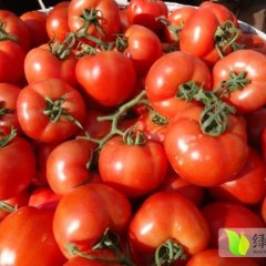 山东五莲齐达利西红柿名优产品
