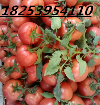 费县薛万亩温棚硬粉西红柿