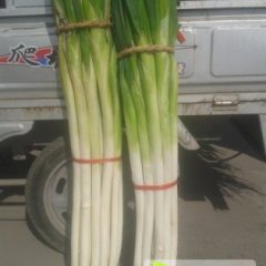 山东章丘长白大葱长势旺盛