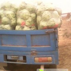 滦南姚王小胡11月中甘21甘蓝