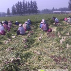 山东禹城美国西芹芹菜名优产品