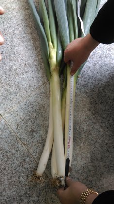 2014海门大葱俏销大江南北