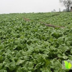 三台石安高堰乡榨菜大量供应