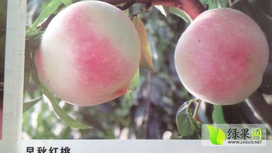 2014年安徽怀远桃树苗价格