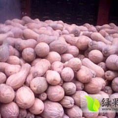 2014宜城南瓜现在订货有惊喜