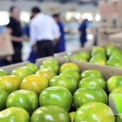 宜昌当阳特早蜜桔上市啦（晚熟蜜桔预售中）