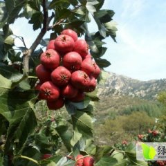 2014平邑山楂走过路过不要错过