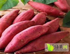 河南开封县商薯19红薯营养丰富