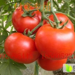 费县薛庄付豪 西葫芦 硬粉