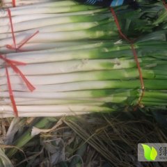 费县大葱价格适宜,上冶朱有金诚信合作