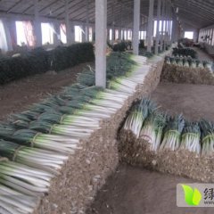 2015安丘大葱价格波动不大0.65元