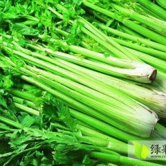 商河白桥杨经理11月美国西芹芹菜
