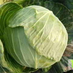 嘉鱼甘蓝是名优特产潘家湾鲁小勇诚信合作