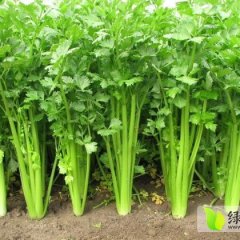 山东济阳崔寨镇 美国西芹 加州王 芹菜早买早赚