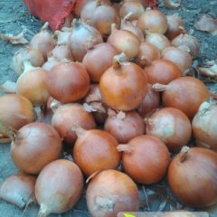 肃州总寨杨克军9月黄皮洋葱