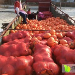 禹城高新王恩福10月金丹都红南瓜