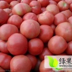 费县西红柿价格便宜，上货量大。货源充足