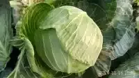 嘉鱼10月供应球形甘蓝，量大质优！