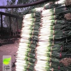 山东潍坊安丘大葱价格