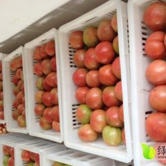 湖北东宝以色列西红柿价格行情平稳