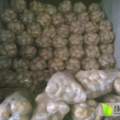 安定168曹丰杰11月克新一号土豆