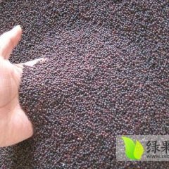 上海奉贤油菜籽逐渐升温