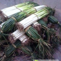 章丘大葱质量上乘,绣惠徐先生诚信合作