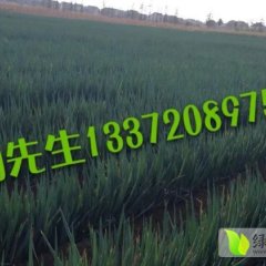 江苏海门铁杆大葱欢迎合作