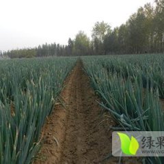 2014肥城大葱再不来就没机会了！