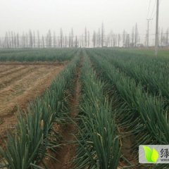 滕州大葱营养丰富,姜屯胡忠艺诚信合作