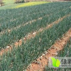 新野樊集肜兆军11月黄皮洋葱