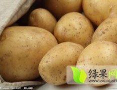 河南新野中薯系列土豆长势旺盛