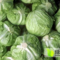 新野甘蓝质量上乘,樊集肜兆军诚信合作