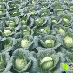 2014钟祥甘蓝已成熟,求收购