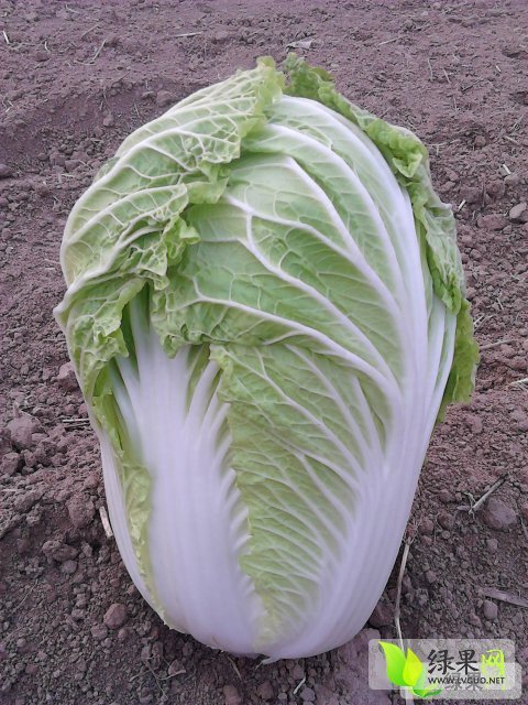 2014年河南博爱青杂三号价格