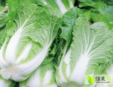 2014肥城白菜现在订货有惊喜