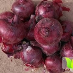 民勤薛百许强宗11月紫皮洋葱