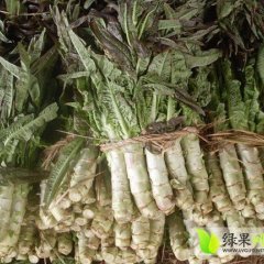 沂南房家谢吉风11月尖叶莴笋莴苣