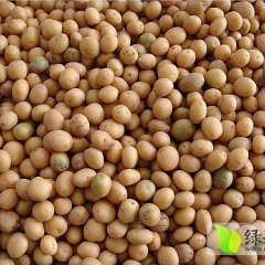 察右中旗土豆著名品种,乌素魏斌诚信合作