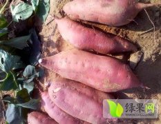 广西合浦紫薯红薯火热上市