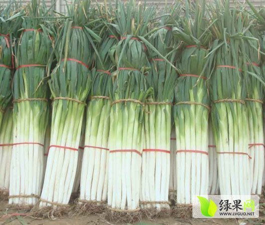 2014年山东滕州章丘大葱价格