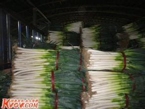 山东滕州铁杆大葱口感爽口