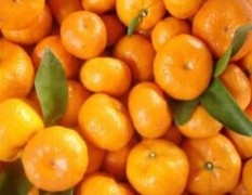 广西全州南丰蜜桔柑橘名扬天下