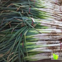 滕州滕州孟祥芹11月铁杆大葱
