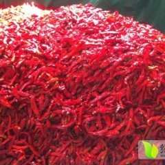 天津宁河津红、珍红辣椒名扬天下