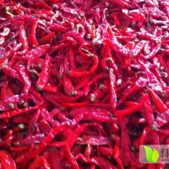 天津宁河津红、珍红、湘辣椒名优产品